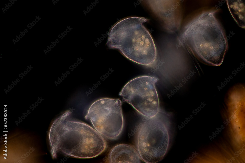 Study of Protozoa and Algae under the microscope for education. Stock ...