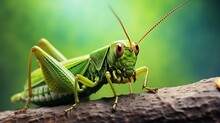 Close-up Of Grasshopper With Textured Background And Space For Text, Background Image, AI Generated