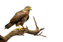 Image Of Crested Serpent Eagle On A Branch On A White Background. Birds. Animals. Illustration, Generative AI.