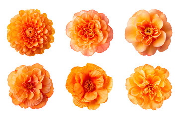 Wall Mural - Selection of various orange color flowers isolated on a transparent background