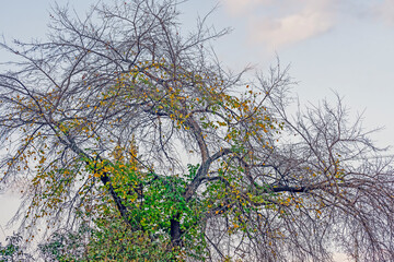 Wall Mural - A tree with flying leaves on an autumn day