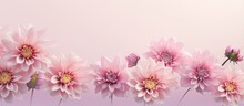 Top View Of Isolated Dahlia Pinnata Cav Flowers On A Isolated Pastel Background Copy Space With A Clipping Path