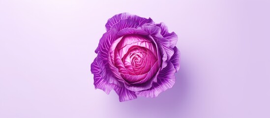 Poster - Red cabbage alone on isolated pastel background Copy space