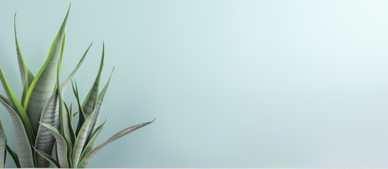 Aufkleber - Snake plants help purify air pollutants isolated pastel background Copy space