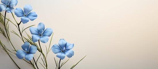 Wall Mural - Solitary blue flax flower against isolated pastel background Copy space