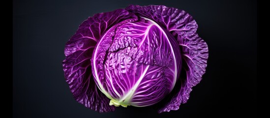 Poster - Red cabbage alone on isolated pastel background Copy space