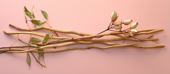 Wall Mural - Rhizomes and stems of Alpinia galanga bundled with rubber band on a isolated pastel background Copy space Closeup