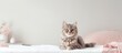 Tomcat perched on the mattress isolated pastel background Copy space