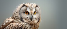 The Ural Owl Belonging To The Strix Genus Is A Medium Sized Owl Found In Europe And Northern Asia With Numerous Subspecies Isolated Pastel Background Copy Space