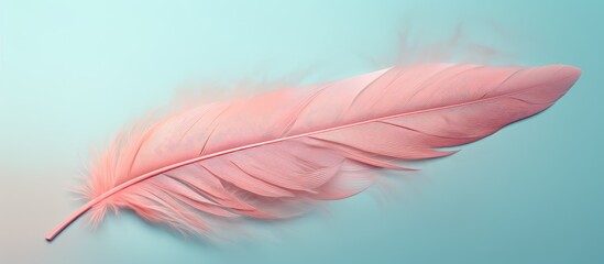 Aufkleber - copy space image on isolated background with a feather of a bird
