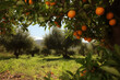 view of the orange grove