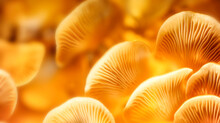 Mushroom Texture Pattern For Design And Decoration. Beautiful Natural Orange Mushrooms Macro Background. Edible Mushrooms Texture. Autumn Oyster Mushroom Pattern. Closeup