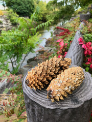 Two long pinecones