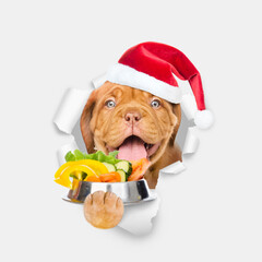 Poster - Hungry Mastiff puppy wearing red santa hat holds bowl of vegetables   and looks through the hole in white paper