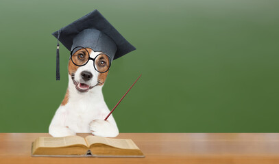 Aufkleber - Graduate Jack russell terrier puppy wearing eyeglasses and graduation hat sits with open book at school and points away on empty green chalkboard