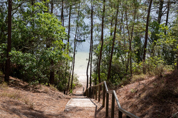 Canvas Print - Wooden stairs in pine forest access to lake beach in carcans maubuisson in France