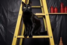 A Black Cat Crossing Under A Ladder
