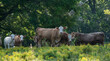 A group of cattle, cows or livestock on green tree lined pasture