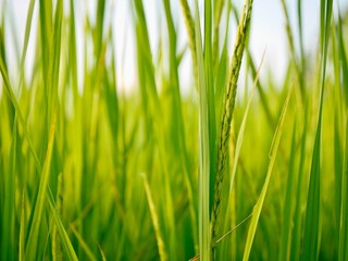 green wheat field, Ripe rice field, Beautiful golden rice field and ear of rice, Mature rice fields on farms, Rice in a paddy field,Blur Paddy rice field in the morning background