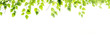 Green leaves hang over a white background banner