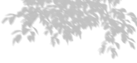 Wall Mural - tree branch foliage shadow movement on transparent backgrounds 3d illustration png