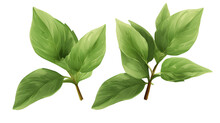 Fresh Green Leaves Of Thai Lemon Basil Or Hoary Basil Tropical Herb Plant Isolated On A Transparent Background