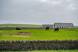 Black cows in front of a farm at Orkney Island grazing on a meadow, old stone wall in front, farm in the background, Kirkwall, Scotland