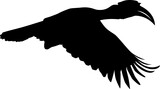 Fototapeta  - hornbill silhouette
