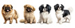 Pekingese and japanese chin dog, sitting and standing. isolated on transparent background