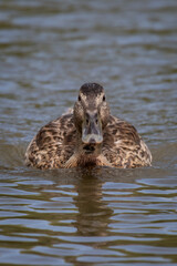 Aufkleber - A close up portrait of a female mallard as she swims and faces directly at the camera