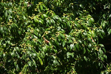 Canvas Print - Acorns of Quercus myrsinaefolia. Fagaceae evergreen tree.