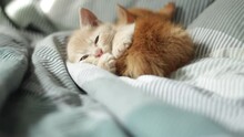 Two Cute Kittens Sleeping