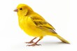 Realistic image of a belgian canary on white background. Generative AI