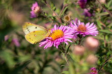Orange Sulphur , Also Known As The Alfalfa Butterfly On Aster In The Autumn Sun