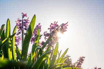 Wall Mural - close up shot of purple hyacinth flowers in field in rural area in holland 