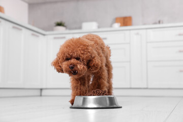 Sticker - Cute Maltipoo dog feeding from metal bowl on floor in kitchen. Lovely pet