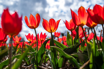 Wall Mural - red tulips in spring growing tall