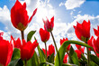 red tulips against the sunny sky