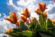 sun shining through red yellow tulips