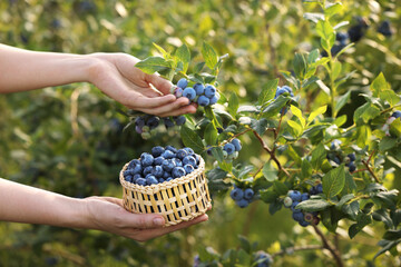 Wall Mural - Woman with wicker bowl picking up wild blueberries outdoors, closeup. Seasonal berries