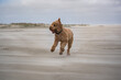 dog running on the beach