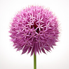 Wall Mural - Allium flower realistic isolated on clean white backgound