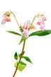 Blooming pink Impatiens glandulifera Balsamina glandulifera, Himalayan balsam, Himalaya touch-me-not, ornamental jewelweed