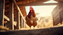 Chicken On Blurred Wooden Barn Background. Organic And Eco Farm Concept