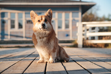 Corgi dog on the porch. Little welsh corgi pemproke outside the House