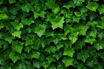 Sticker - Lush greenery. Ivy covered garden wall. Nature tapestry. Fresh leaves on wall. Summer greens. Close up of leaf on fence. Botanical beauty. Vibrant patterns