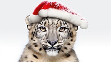 Snow Leopard Wearing A Santa Hat, White Background