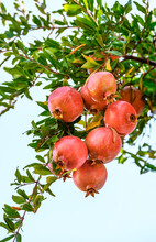 Several Large Ripe Pomegranate Fruits Hang From A Tree Branch With Still Green Leaves
