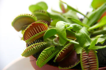 plante carnivore dionaea muscipula - piège à mouches de vénus. macro 2