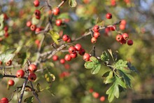 Hawthorn Red Berries Grow On A Bush